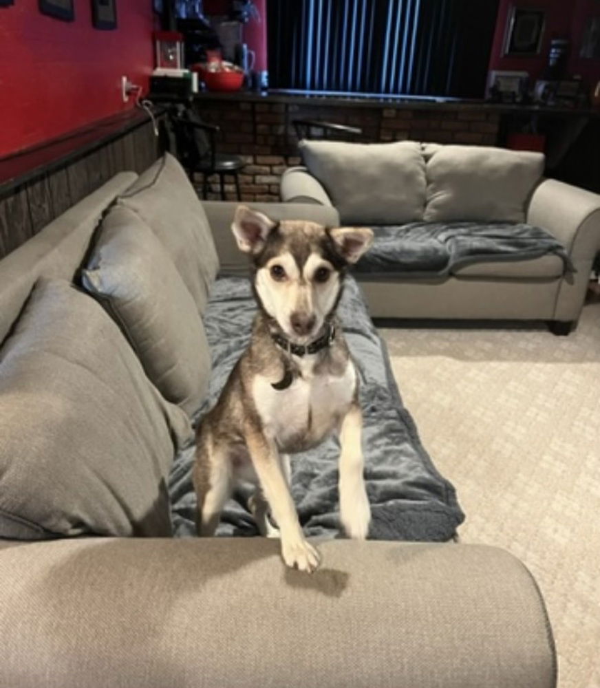 adoptable Dog in Willingboro, NJ named Luna