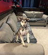 adoptable Dog in willingboro, NJ named Luna