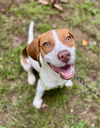 adoptable Dog in willingboro, NJ named Snoopy