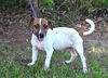 adoptable Dog in willingboro, NJ named Mulligan