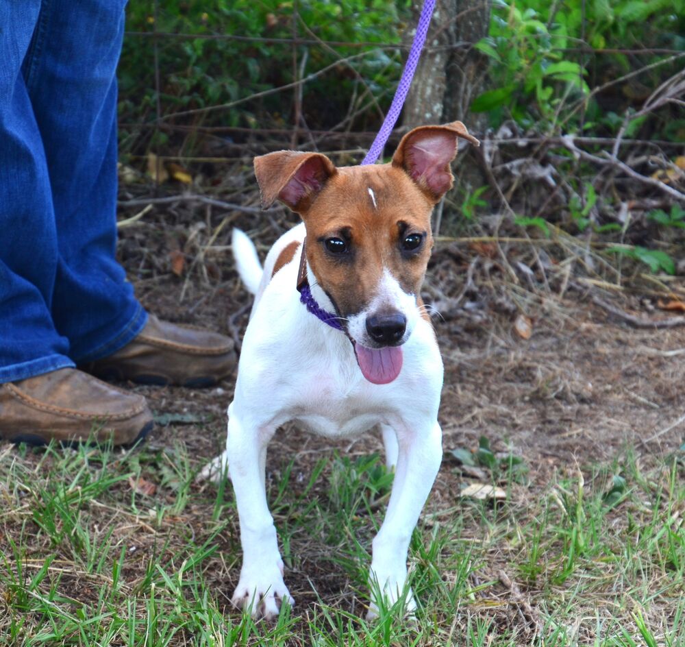 adoptable Dog in Willingboro, NJ named Gallagher
