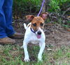 adoptable Dog in  named Gallagher