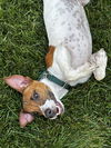 adoptable Dog in , NJ named Gallagher