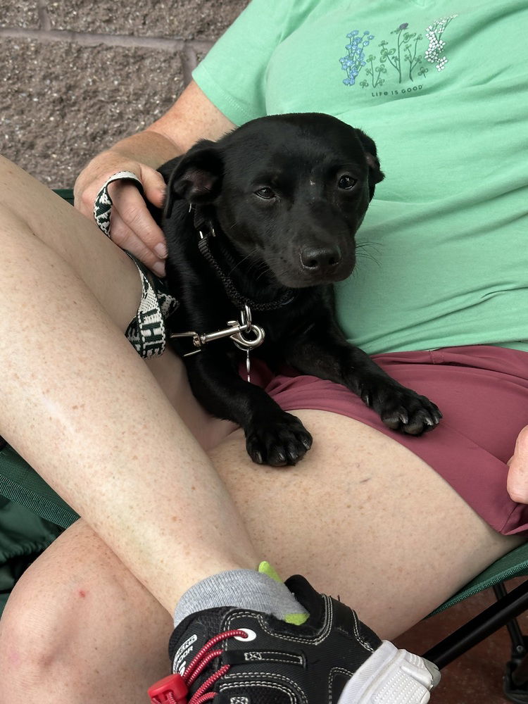 adoptable Dog in Willingboro, NJ named Denver