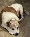 adoptable Dog in  named Bit Bit