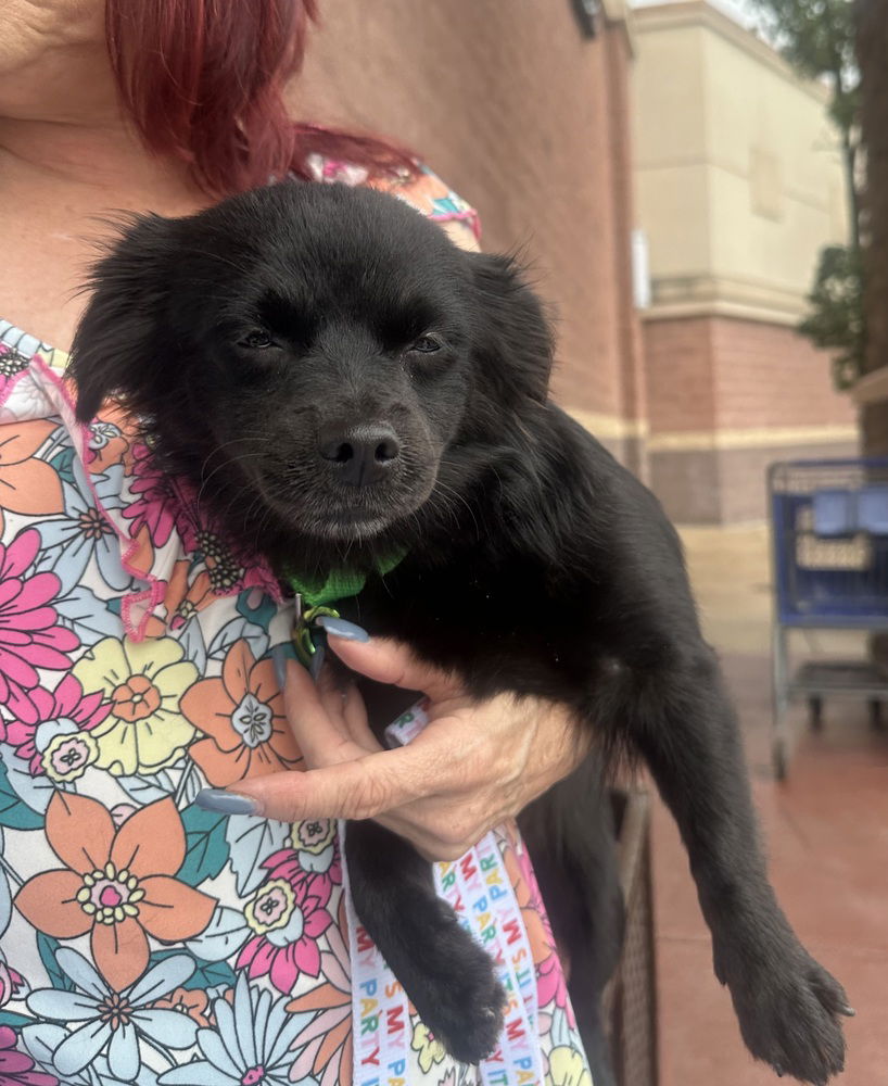 adoptable Dog in Willingboro, NJ named Hannah
