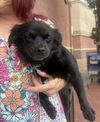 adoptable Dog in willingboro, NJ named Hannah