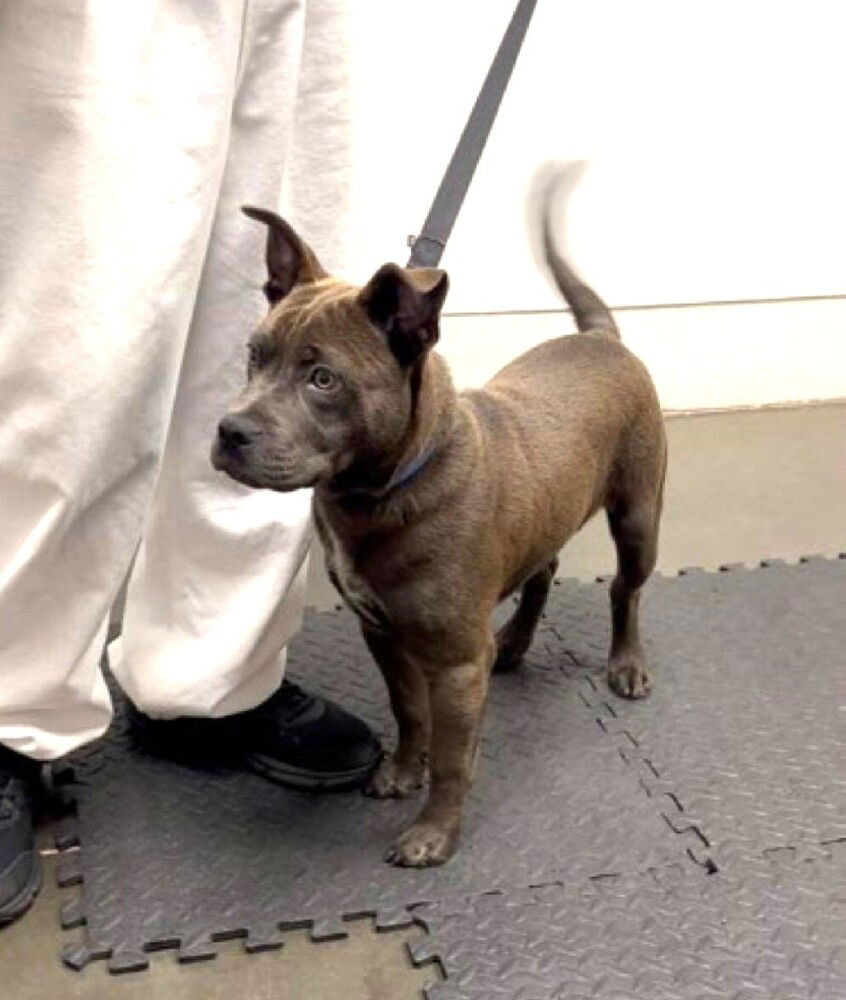 adoptable Dog in Willingboro, NJ named Smokey