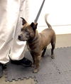 adoptable Dog in  named Smokey