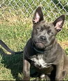 adoptable Dog in  named Smokey