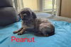 adoptable Dog in  named Peanut