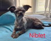 adoptable Dog in  named Niblet