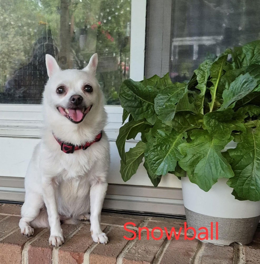 adoptable Dog in Willingboro, NJ named Snowball