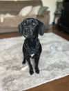 adoptable Dog in willingboro, NJ named SaBa