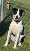 adoptable Dog in , NJ named Bluey