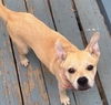 adoptable Dog in  named Puddin