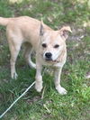 adoptable Dog in , NJ named Puddin