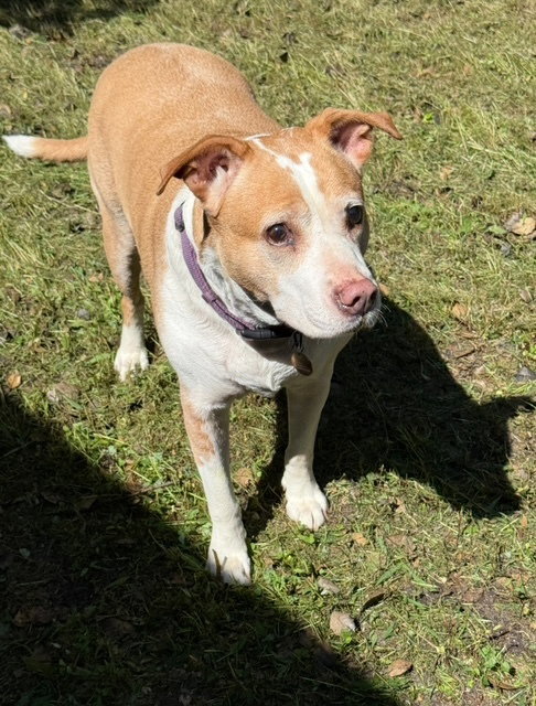 picture of the dog needing adoption