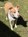 Ginger - Photo 1