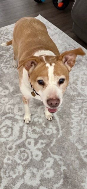 GINGER - American Staffordshire Terrier available for adoption