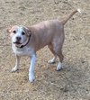 Ginger - Photo 3
