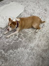 Ginger - Photo 4
