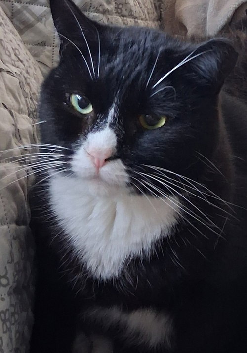 TIMMY - Domestic Short Hair available for adoption