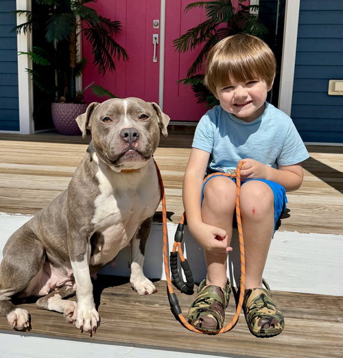 Corrie, an adoptable Pit Bull Terrier in Willingboro, NJ