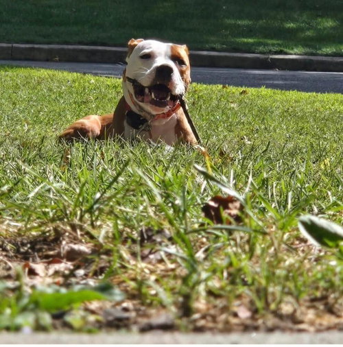 picture of the dog needing adoption