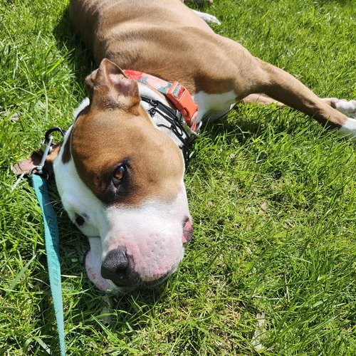 Bowie, an adoptable American Staffordshire Terrier in Willingboro, NJ