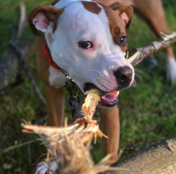 Bowie