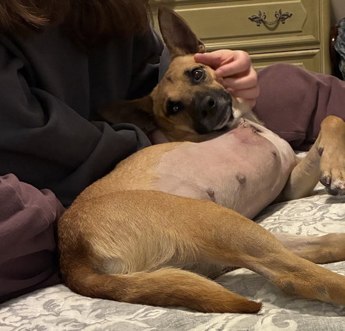 picture of the dog needing adoption