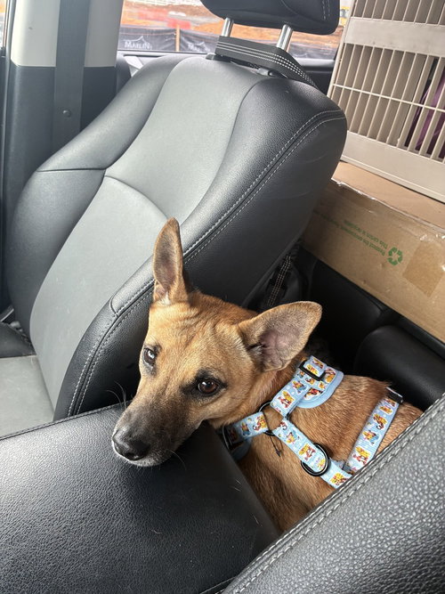 Pita chip, an adoptable Chihuahua in Willingboro, NJ