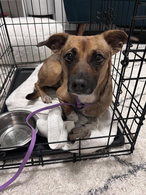 picture of the dog needing adoption