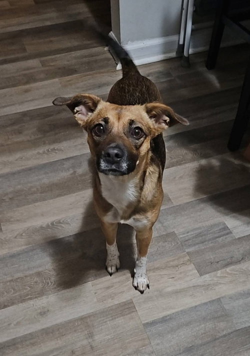 Lola, an adoptable Chihuahua in Willingboro, NJ