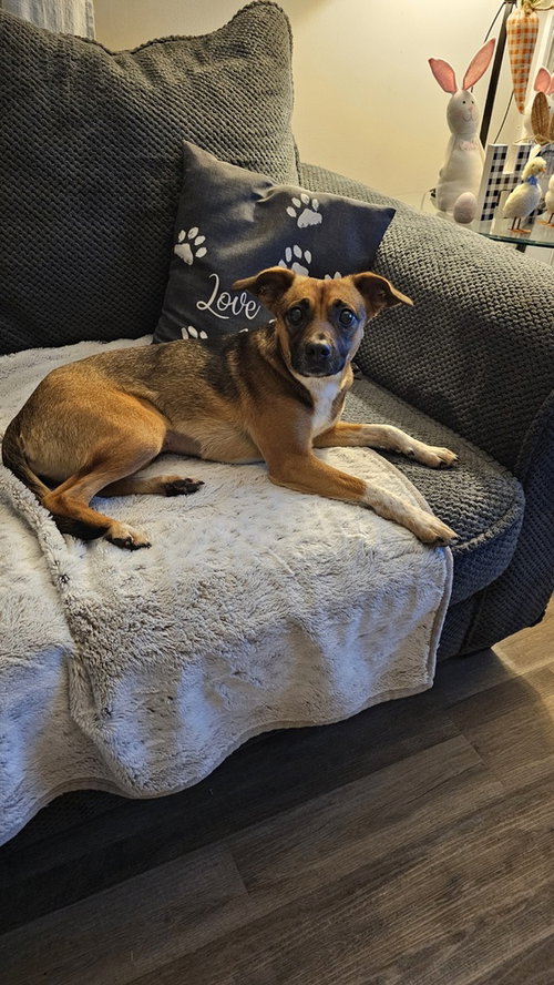 picture of the dog needing adoption