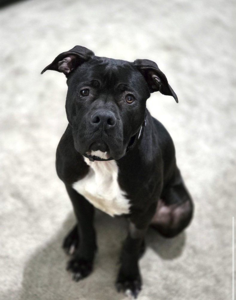 Sweet Stella