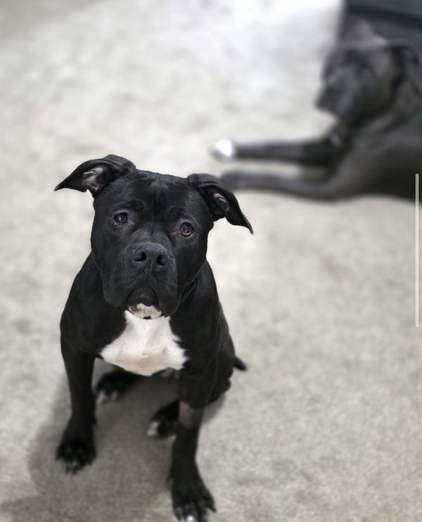 Sweet Stella