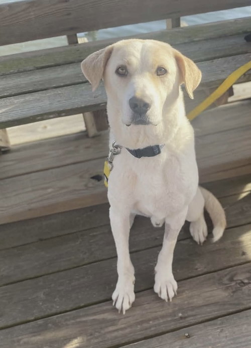 picture of the dog needing adoption