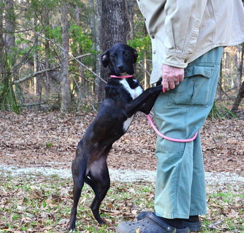 Paige, an adoptable Terrier in Willingboro, NJ