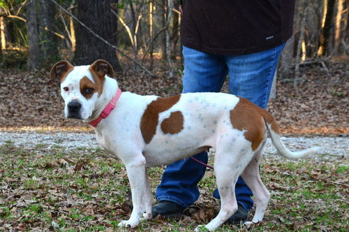 Stacey, an adoptable American Bulldog in Willingboro, NJ