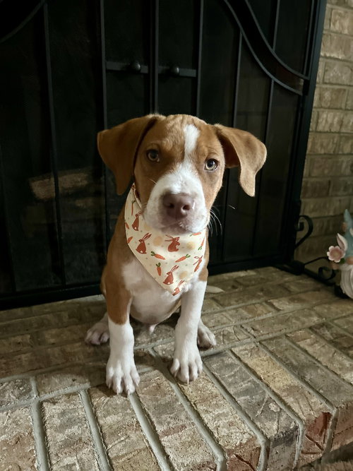 Rocky, an adoptable Hound in Willingboro, NJ