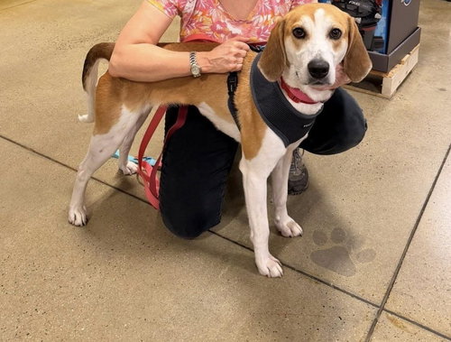 picture of the dog needing adoption
