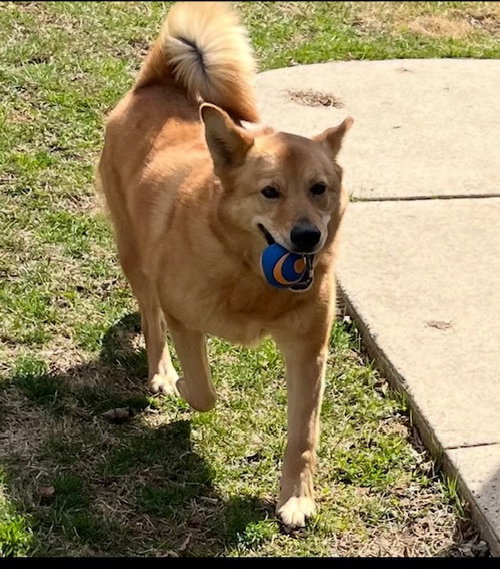 Oakley, an adoptable Shiba Inu in Willingboro, NJ