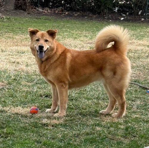 Oakley, an adoptable Shiba Inu in Willingboro, NJ