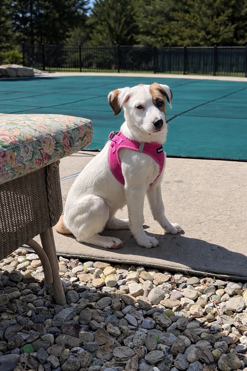 Darla, an adoptable Labrador Retriever in Willingboro, NJ