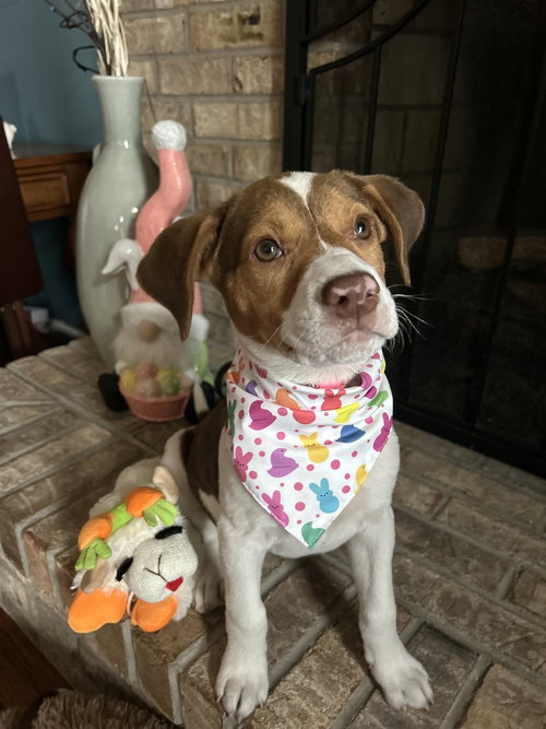 Carmen, an adoptable Hound in Willingboro, NJ
