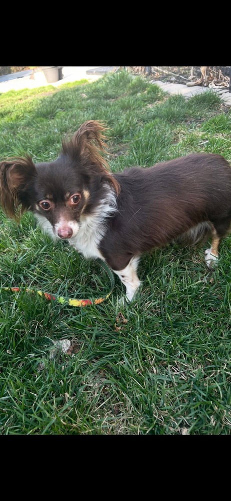 Heidi, an adoptable Papillon in Willingboro, NJ