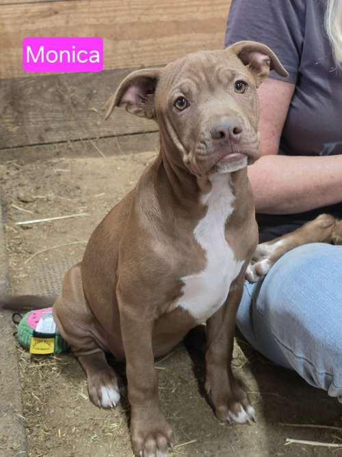 Monica, an adoptable Pit Bull Terrier in Willingboro, NJ