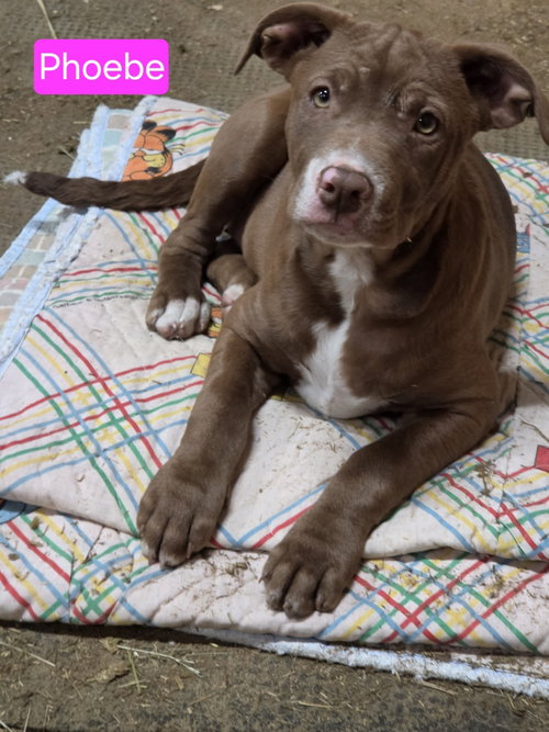 Phoebe, an adoptable Pit Bull Terrier in Willingboro, NJ